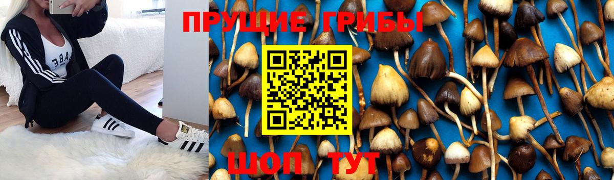 Псилоцибиновые грибы MAGIC MUSHROOMS Усть-Джегута